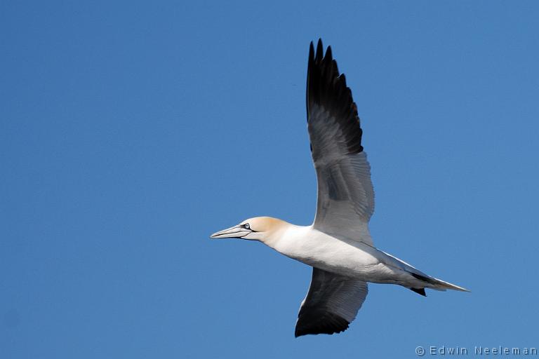 ENE-20090430-0165.jpg - [nl] Jan-van-gent ( Morus bassanus ) | Lofoten, Noorwegen[en] Northern Gannet ( Morus bassanus ) | Lofoten, Norway